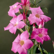 Load image into Gallery viewer, Alice du Pont Mandevilla Shrub
