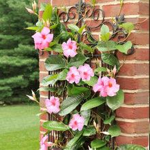 Load image into Gallery viewer, Alice du Pont Mandevilla Shrub
