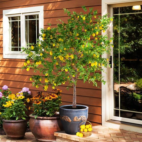 lemon indoor plant Meyer Lemon Tree