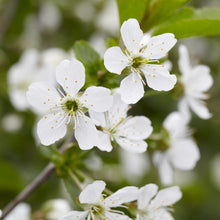 Load image into Gallery viewer, Montmorency Cherry Tree
