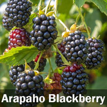 Load image into Gallery viewer, 3 in 1 Thornless Blackberry
