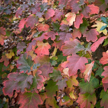 Load image into Gallery viewer, Oakleaf Hydrangea Shrub
