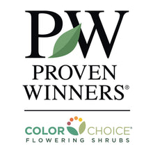 Load image into Gallery viewer, Sprinter® Boxwood Shrub
