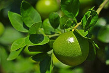 Load image into Gallery viewer, Persian &#39;Bearss&#39; Lime Tree
