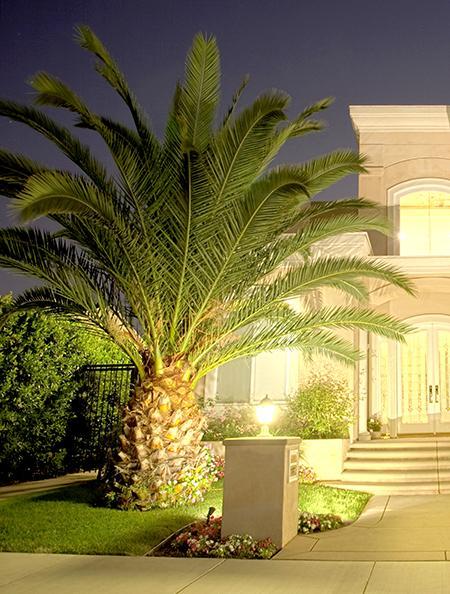 pin palm plant Pindo Palm – shopgirlscrew3b.com