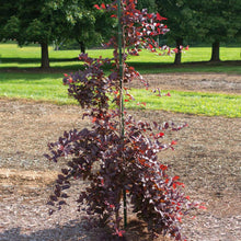 Load image into Gallery viewer, Purple Plunge Weeping Plum Tree
