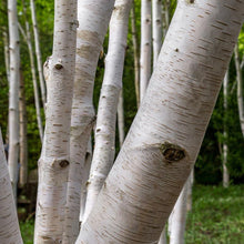 Load image into Gallery viewer, Royal Frost® Birch Tree
