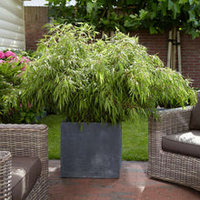Load image into Gallery viewer, Rufa Bamboo Plant
