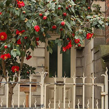 Load image into Gallery viewer, Spring&#39;s Promise Camellia Shrub
