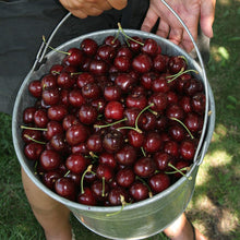 Load image into Gallery viewer, Stella Cherry Tree
