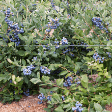 Load image into Gallery viewer, Tifblue Blueberry - USDA Organic

