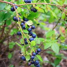 Load image into Gallery viewer, Toro Blueberry Bush - USDA Organic
