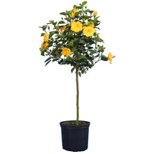 Load image into Gallery viewer, Yellow Tropical Hibiscus Tree
