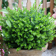 Load image into Gallery viewer, Sprinter® Boxwood Shrub
